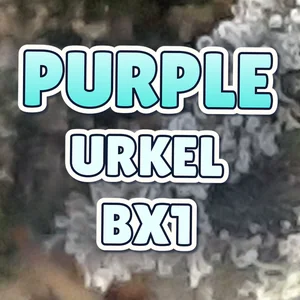 Purple Urkel BX1 Cannabis Strain