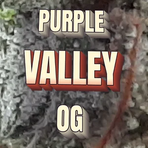 Purple Valley OG Cannabis Strain
