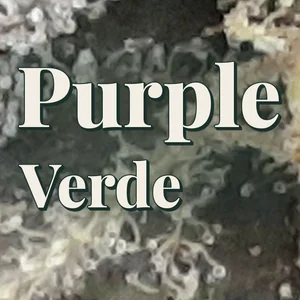 Purple Verde Cannabis Strain
