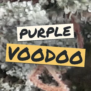 Purple Voodoo Cannabis Strain