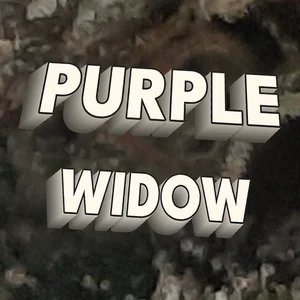 Purple Widow Cannabis Strain