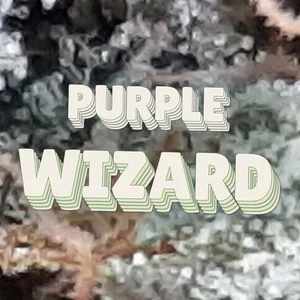 Purple Wizard Cannabis Strain
