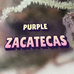 Purple Zacatecas Cannabis Strain