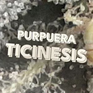 Purpuera Ticinesis Cannabis Strain