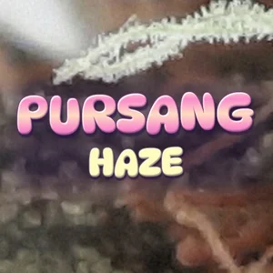Pursang Haze Cannabis Strain