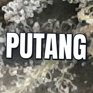 PuTang Cannabis Strain