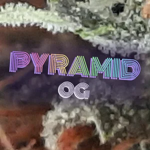 Pyramid OG Cannabis Strain