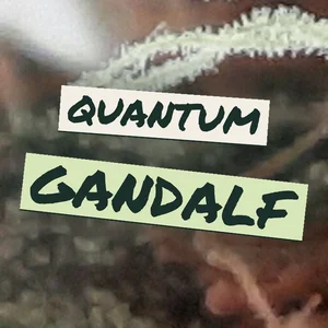 Quantum Gandalf Cannabis Strain