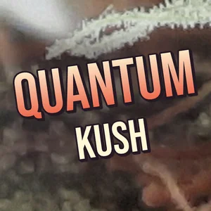 Quantum Kush Cannabis Strain