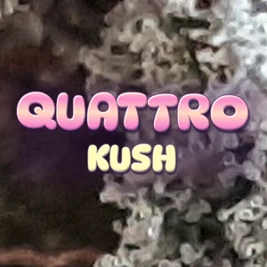 Quattro Kush Cannabis Strain