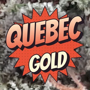 Quebec Gold Cannabis Strain