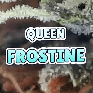 Queen Frostine Cannabis Strain