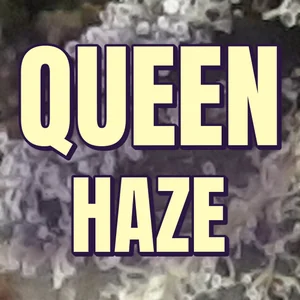 Queen Haze Cannabis Strain