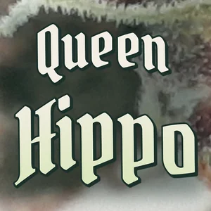 Queen Hippo Cannabis Strain