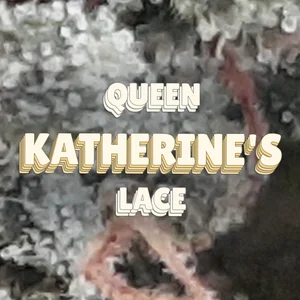 Queen Katherine's Lace Cannabis Strain