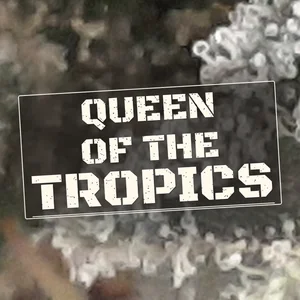 Queen of the Tropics Cannabis Strain