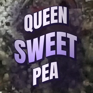 Queen Sweet Pea Cannabis Strain