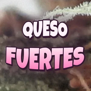 Queso Fuertes Cannabis Strain