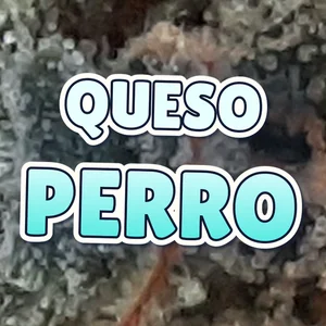 Queso Perro Cannabis Strain