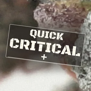 Quick Critical + Cannabis Strain