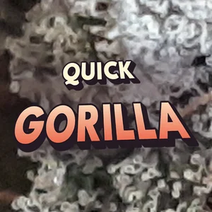 Quick Gorilla Cannabis Strain