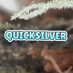 Quicksilver Cannabis Strain