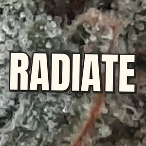 Radiate Cannabis Strain