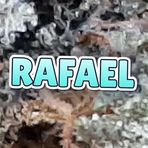 Rafael Cannabis Strain