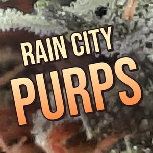 Rain City Purps Cannabis Strain