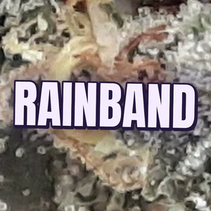 Rainband Cannabis Strain