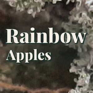 Rainbow Apples Cannabis Strain