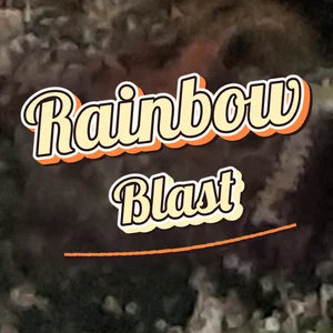Rainbow Blast Cannabis Strain