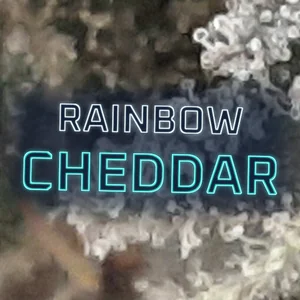 Rainbow Cheddar Cannabis Strain