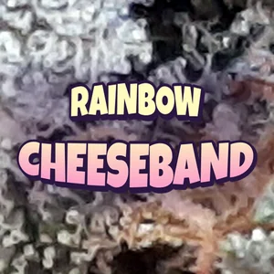 Rainbow Cheeseband Cannabis Strain
