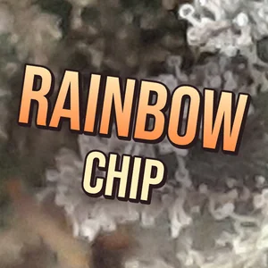 Rainbow Chip Cannabis Strain