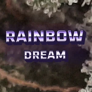 Rainbow Dream Cannabis Strain