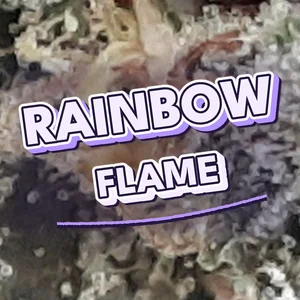 Rainbow Flame Cannabis Strain