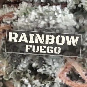 Rainbow Fuego Cannabis Strain