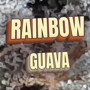 Rainbow Guava Cannabis Strain
