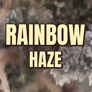 Rainbow Haze Cannabis Strain