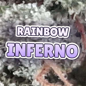 Rainbow Inferno Cannabis Strain