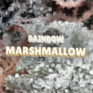Rainbow Marshmallow Cannabis Strain