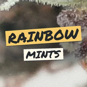 Rainbow Mints Cannabis Strain