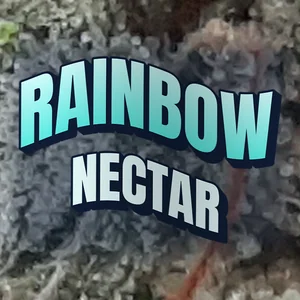 Rainbow Nectar Cannabis Strain