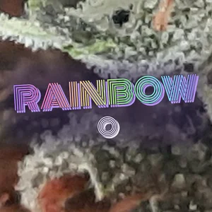 Rainbow O Cannabis Strain