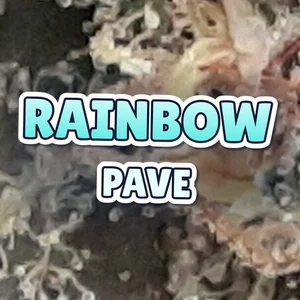 Rainbow Pave Cannabis Strain