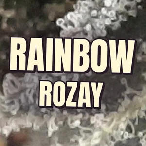 Rainbow Rozay Cannabis Strain