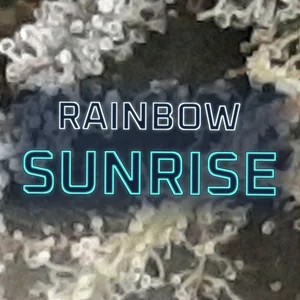 Rainbow Sunrise Cannabis Strain