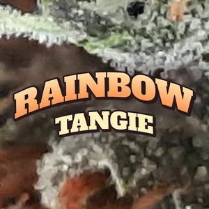 Rainbow Tangie Cannabis Strain