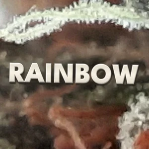 Rainbow Cannabis Strain